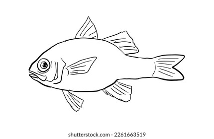 Apogon erythrinus or Hawaiian ruby cardinalfish Hawaii Fish Cartoon Drawing Black and White

