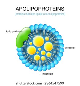 Apolipoprotein. Struktur eines Proteins, das Lipide an Lipoproteine bindet. LDL und Atherosklerose. Vektorgrafik 