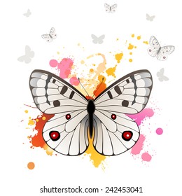 Mariposa Apolo sobre fondo brillante