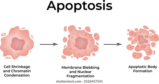 Desenvolvimento De Câncer De Appotose Ilustração De Vetor Celular De Câncer De Célula Normal