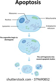 Apoptosis Diagram Stock Vector (Royalty Free) 379690852 | Shutterstock