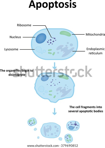 Apoptosis Diagram Stock Vector (Royalty Free) 379690852 | Shutterstock