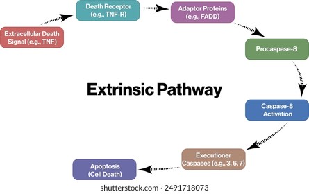 Ilustración de diagrama de flujo de ruta extrínseca de apoptosis, fondo blanco, diagrama de Vector de Ciencia