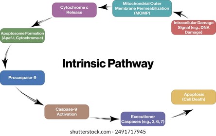 Apoptosis Intrinsic Pathway Flow Chart Illustration, White Background, Science Vector Diagram