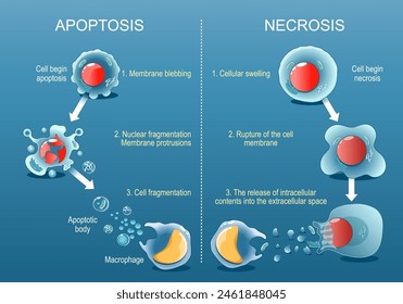 Apoptosis or Necrosis. Difference between necrotic death of a cell, and apoptosis of a cell. Comparison of the premature death of cells and programmed death. Morphological changes. Vector poster