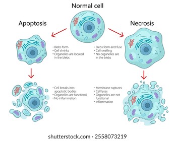 apoptosis and necrosis processes in cells, structural changes, organelle functions, inflammation differences diagram hand drawn schematic vector illustration. Medical science educational illustration