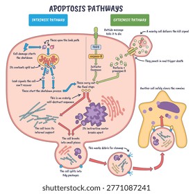 Apoptosis pathways intrinsic and extrinsic show programmed cell death via mitochondrion leak and death receptor activation, key objects, mitochondrion, death receptor, caspases.
