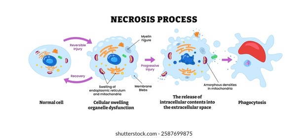 Apoptosis process diagram infographic, labeled scheme with normal cell, cellular swelling organelle dysfunction, release intracellular, phagocytosis, recovery, death cell in body tissues. biology