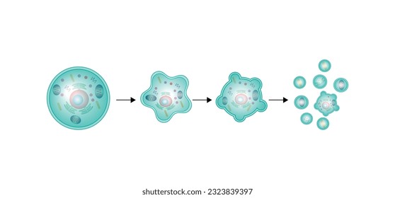 Apoptosis. Programmed cell death. Aging process in cells. Stages of apoptosis, normal cell, shrinkage, membrane blebbing, cell breaks into apoptotic bodies and phagocytosis. vector illustration.