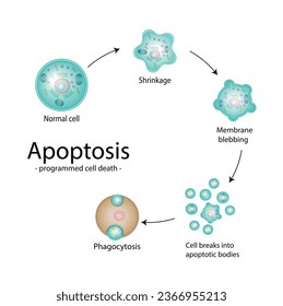 Apoptose. Geplanter Zelltod. Alterungsprozess in Zellen. Phasen der Apoptose, normale Zellen, Schrumpfung, Membranbleichen, Zellbrüche in apoptotische Körper und Phagozytose. Vektorgrafik.