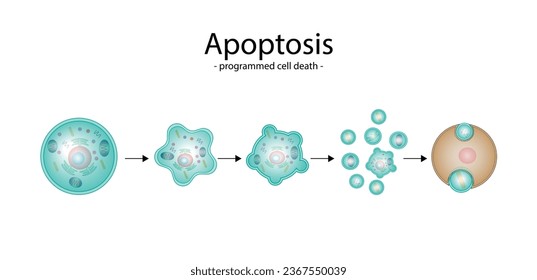 Apoptosis. Muerte programada de la celda. Proceso de envejecimiento en celdas. Etapas de apoptosis, células normales, disminución, sangrado de membrana, rupturas celulares en cuerpos apoptóticos y fagocitosis. ilustración vectorial.