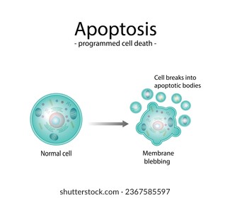 Apoptosis. Programmed cell death. Aging process in cells. Stages of apoptosis, normal cell, shrinkage, membrane blebbing, cell breaks into apoptotic bodies and phagocytosis. vector illustration.