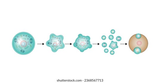 Apoptosis. Programmed cell death. Aging process in cells. Stages of apoptosis, normal cell, shrinkage, membrane blebbing, cell breaks into apoptotic bodies and phagocytosis. vector illustration.