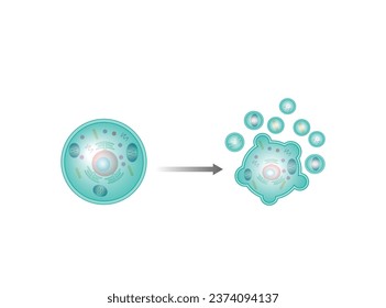 Apoptosis. Muerte programada de la celda. Proceso de envejecimiento en celdas. Etapas de apoptosis, células normales, disminución, sangrado de membrana, rupturas celulares en cuerpos apoptóticos y fagocitosis. ilustración vectorial.