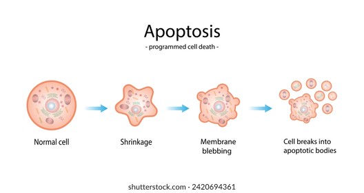 Apoptosis. Programmed cell death. Aging process in cells. Stages of apoptosis, normal cell, shrinkage, membrane blebbing, cell breaks into apoptotic bodies and phagocytosis. vector illustration.