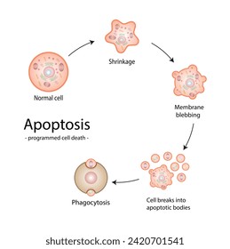 Apoptosis. Programmed cell death. Aging process in cells. Stages of apoptosis, normal cell, shrinkage, membrane blebbing, cell breaks into apoptotic bodies and phagocytosis. vector illustration.