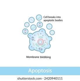 Apoptosis. Programmed cell death. Aging process in cells. Stages of apoptosis, normal cell, shrinkage, membrane blebbing, cell breaks into apoptotic bodies and phagocytosis. vector illustration.