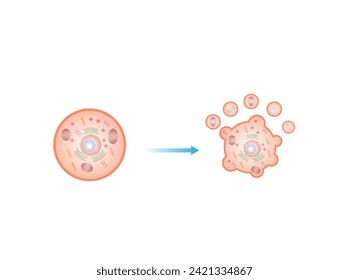 Apoptosis. Muerte programada de la celda. Proceso de envejecimiento en celdas. Etapas de apoptosis, células normales, disminución, sangrado de membrana, rupturas celulares en cuerpos apoptóticos y fagocitosis. ilustración vectorial.