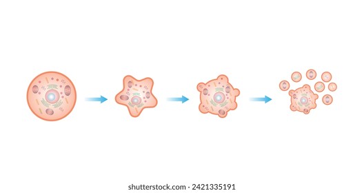 Apoptosis. Programmed cell death. Aging process in cells. Stages of apoptosis, normal cell, shrinkage, membrane blebbing, cell breaks into apoptotic bodies and phagocytosis. vector illustration.