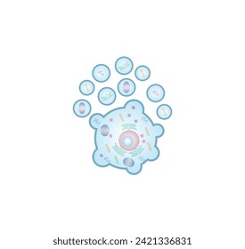 Apoptosis. Programmed cell death. Aging process in cells. Stages of apoptosis, normal cell, shrinkage, membrane blebbing, cell breaks into apoptotic bodies and phagocytosis. vector illustration.