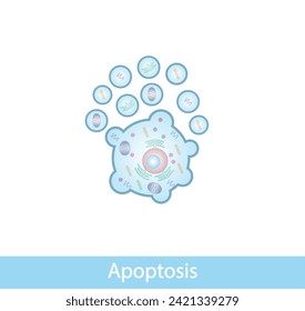 Apoptosis. Programmed cell death. Aging process in cells. Stages of apoptosis, normal cell, shrinkage, membrane blebbing, cell breaks into apoptotic bodies and phagocytosis. vector illustration.