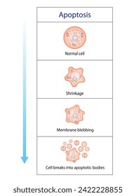 Apoptosis. Muerte programada de la celda. Proceso de envejecimiento en celdas. Etapas de apoptosis, células normales, disminución, sangrado de membrana, rupturas celulares en cuerpos apoptóticos y fagocitosis. ilustración vectorial.