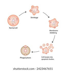 Apoptose. Geplanter Zelltod. Alterungsprozess in Zellen. Phasen der Apoptose, normale Zellen, Schrumpfung, Membranbleichen, Zellbrüche in apoptotische Körper und Phagozytose. Vektorgrafik.