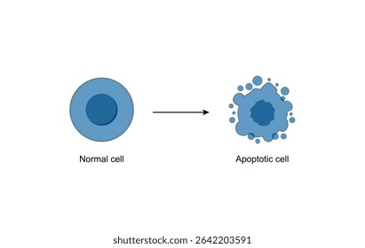 Apoptosis. Programmed cell death. Aging process in cells. Stages of apoptosis, normal cell, shrinkage, membrane blebbing, cell breaks into apoptotic bodies and phagocytosis. Vector illustration.
