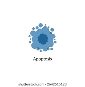 Apoptosis. Programmed cell death. Aging process in cells. Stages of apoptosis, normal cell, shrinkage, membrane blebbing, cell breaks into apoptotic bodies and phagocytosis. Vector illustration.