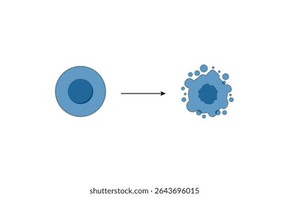 Apoptose. Morte celular programada. Processo de envelhecimento em células. Estágios de apoptose, células normais, encolhimento, sangramento da membrana, ruptura celular em corpos apoptóticos e fagocitose. Ilustração vetorial.