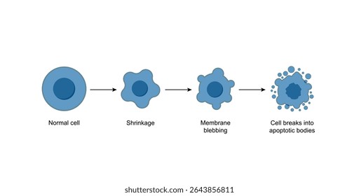Apoptose. Morte celular programada. Processo de envelhecimento em células. Estágios de apoptose, células normais, encolhimento, sangramento da membrana, ruptura celular em corpos apoptóticos e fagocitose. Ilustração vetorial.