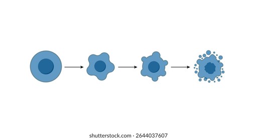 Apoptose. Morte celular programada. Processo de envelhecimento em células. Estágios de apoptose, células normais, encolhimento, sangramento da membrana, ruptura celular em corpos apoptóticos e fagocitose. Ilustração vetorial.