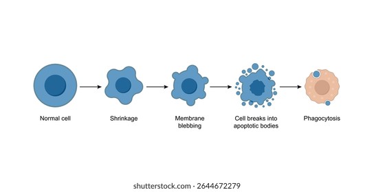 Apoptose. Morte celular programada. Processo de envelhecimento em células. Estágios de apoptose, células normais, encolhimento, sangramento da membrana, ruptura celular em corpos apoptóticos e fagocitose. Ilustração vetorial.