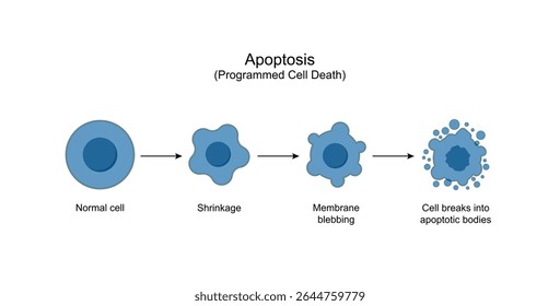Apoptose. Morte celular programada. Processo de envelhecimento em células. Estágios de apoptose, células normais, encolhimento, sangramento da membrana, ruptura celular em corpos apoptóticos e fagocitose. Ilustração vetorial.