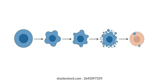 Apoptose. Morte celular programada. Processo de envelhecimento em células. Estágios de apoptose, células normais, encolhimento, sangramento da membrana, ruptura celular em corpos apoptóticos e fagocitose. Ilustração vetorial.
