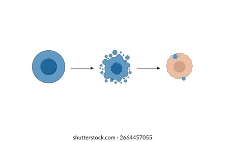 Apoptosis. Programmed cell death. Aging process in cells. Stages of apoptosis, normal cell, shrinkage, membrane blebbing, cell breaks into apoptotic bodies and phagocytosis. Vector illustration.