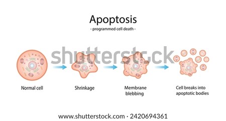 Apoptosis. Programmed cell death. Aging process in cells. Stages of apoptosis, normal cell, shrinkage, membrane blebbing, cell breaks into apoptotic bodies and phagocytosis. vector illustration. Stock photo © 