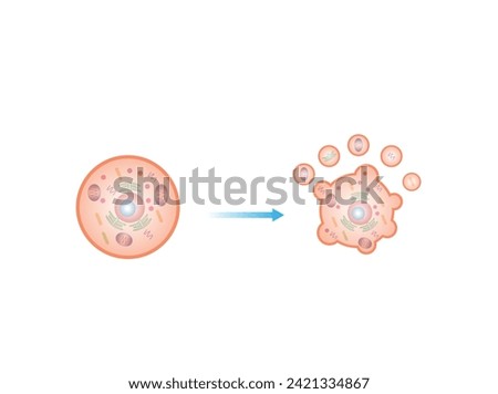 Apoptosis. Programmed cell death. Aging process in cells. Stages of apoptosis, normal cell, shrinkage, membrane blebbing, cell breaks into apoptotic bodies and phagocytosis. vector illustration. Stock photo © 