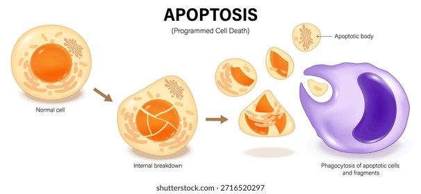 Apoptosis. Programmed cell death. The body's controlled, clean way of eliminating unneeded or damaged cells. Apoptotic bodies for Phagocytosis.