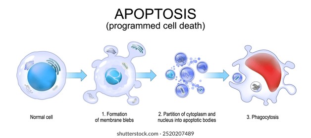 Apoptosis. Programmed cell death. Caspases. Cellular homeostasis. Cell fragmentation. Apoptotic bodies for Phagocytosis. Vector. Schematic diagram. Detailed poster.