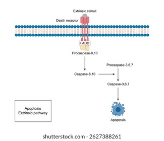 Apoptose, morte celular programada, via extrínseca. A célula se rompe em corpos apoptóticos. Ilustração vetorial.