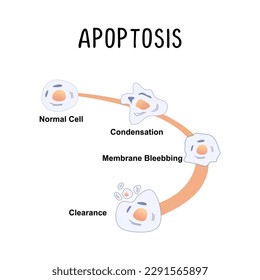 Apoptosis (Programmed Cell Death): The natural process of cell death that occurs in a controlled and organized manner, often disrupted in cancer cells.