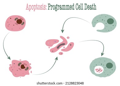 Apoptosis programmed cell death process vector graphic