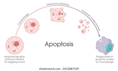 Apoptosis programmed cell death process vector graphic