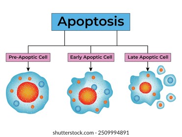 Apoptosis Science Design Ilustração de Vetor