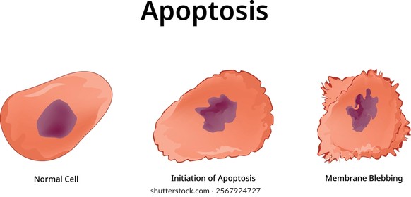 Apoptosis Science Design Vector Illustration