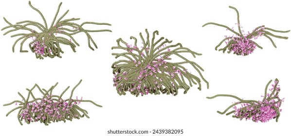 Aporocactus-flagelliformis Trees collection with realistic style from top view