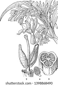 Apostasia Orchid is a flower whose floral style is blooming and the ovary is in a cross state and with its seeds is as seen in this picture, vintage line drawing or engraving illustration.