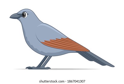 Apostle bird on a white background. Cartoon style vector illustration