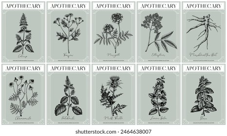 Apothecary labels set. Healing plants and medicinal herbs sketches. Art nouveua, atr deco, retro style. Vintage frame design templates. NOT AI generated